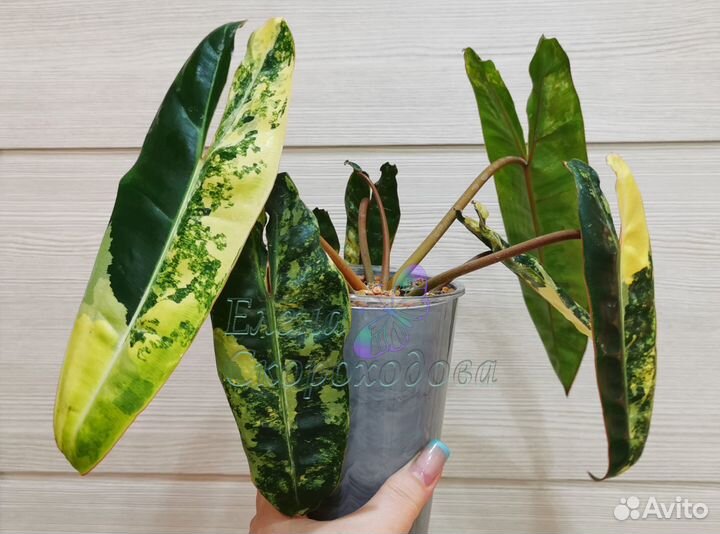 Филодендроны