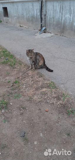 Кошечка ищет дом