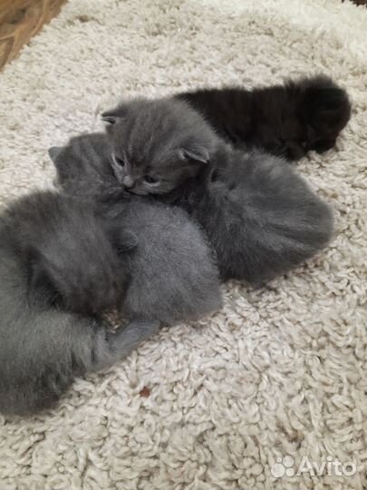 Кошки породистые