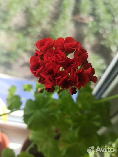 Пеларгония герань Red Rambler