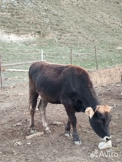 Телки 3 года