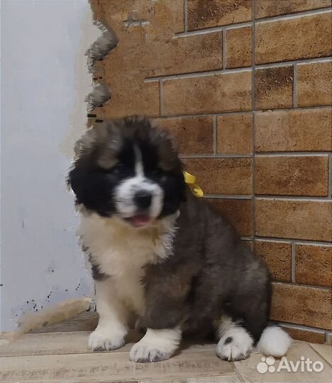 Московская сторожевая