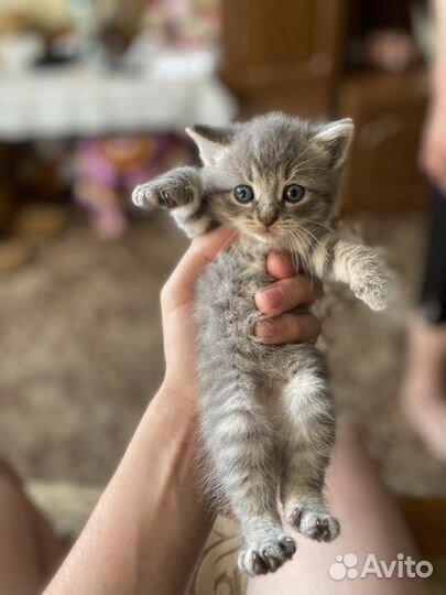Котята