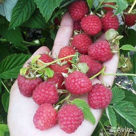 Саженцы малины