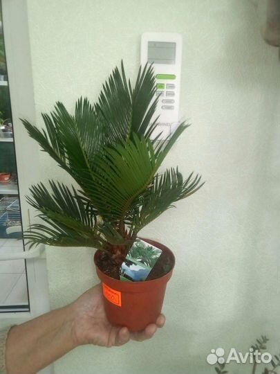 Цикас (Cycas revoluta)