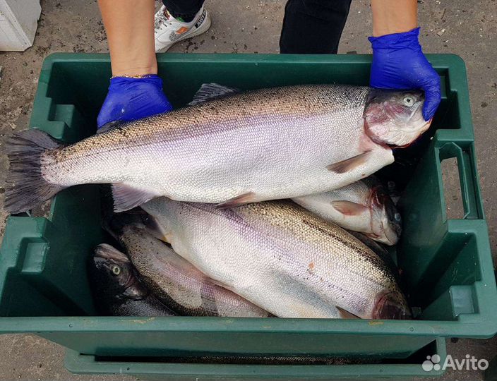 Форель, икра, балык, форель горячего копчения