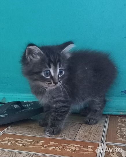 Котята в добрые руки даром