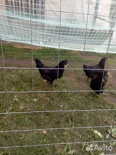 Молодой петух