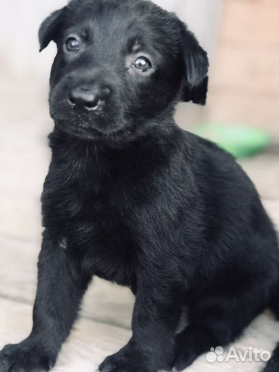 Немецкая овчарка черного окраса