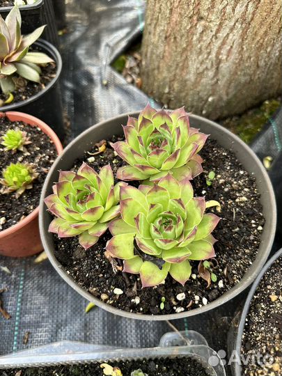 Молодило(каменная роза)