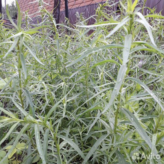 Эстрагон (тархун)