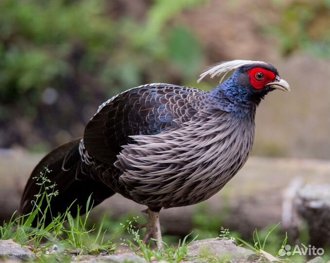 Непальские фазаны