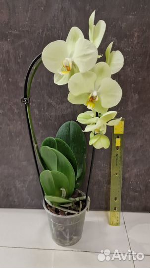 Пеперомия Мирт