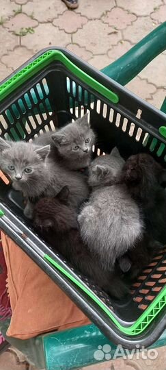 Котики бесплатно в добрые руки