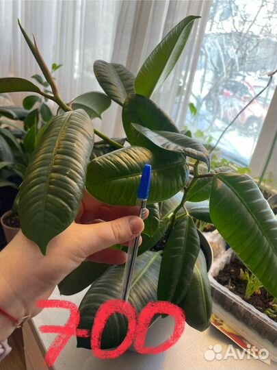 Комнатные цветы