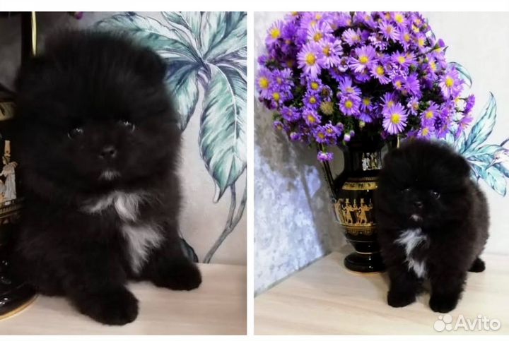 Померанский шпиц мини