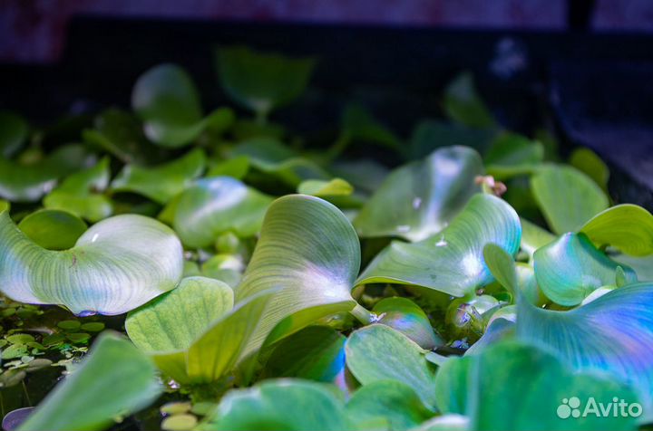 Пистия, эйхорния, лимнобиум