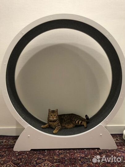 Беговое колесо