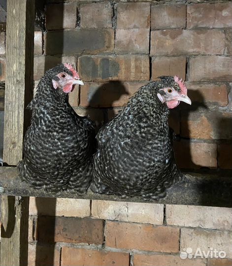 Инкубационное яйцо оливеггер