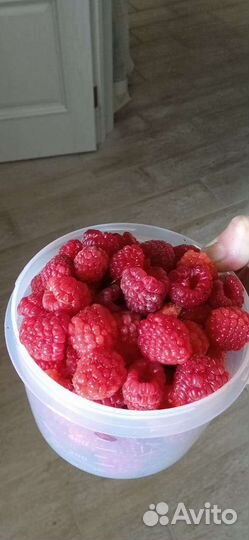 Ремонтантная малина рассада