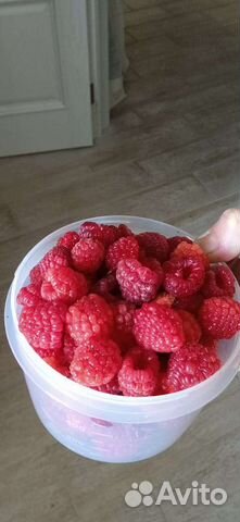 Ремонтантная малина рассада