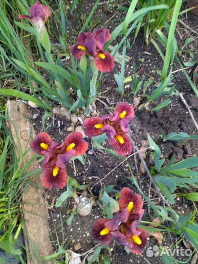 Карликовые ирисы