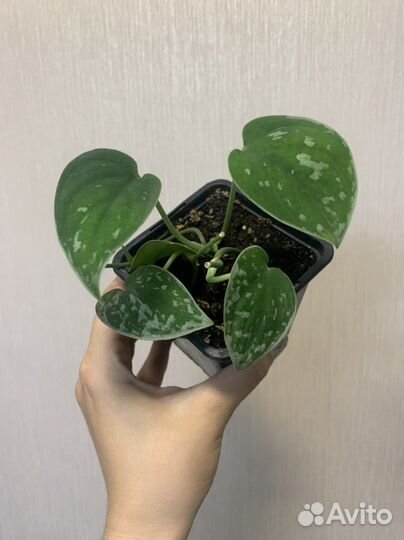 Сциндапсус много сортов