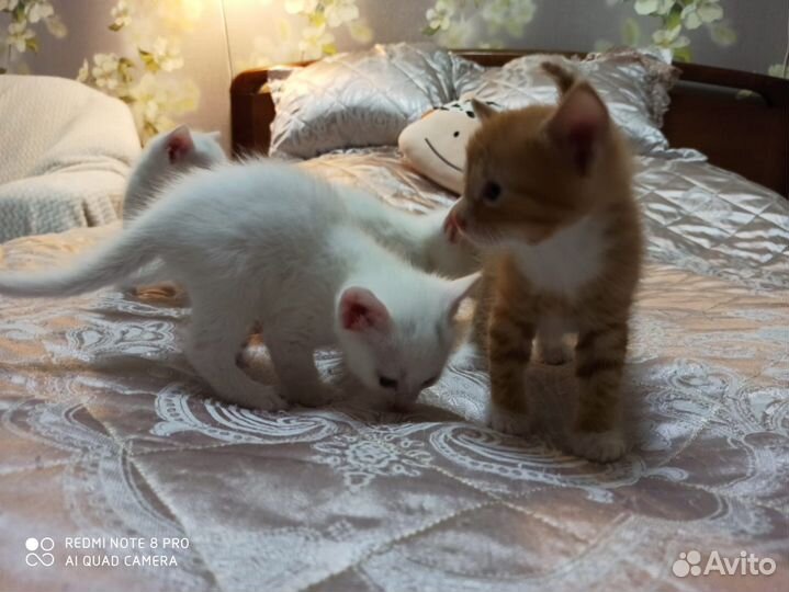 Котята бесплатно