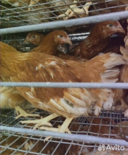 Куры молодки с доставка