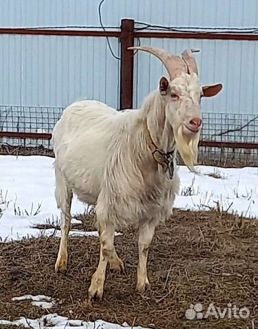 Дойные козы разных пород