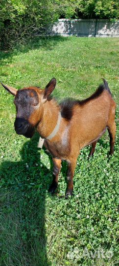 Чешские козы