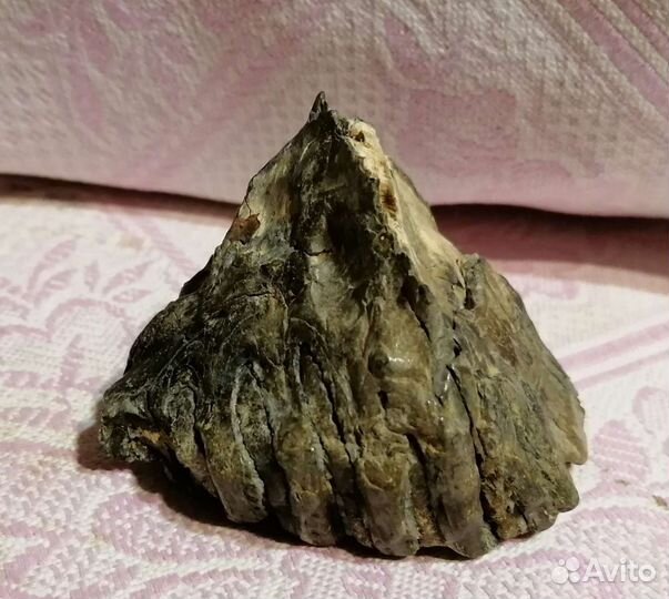 Зуб мамонта