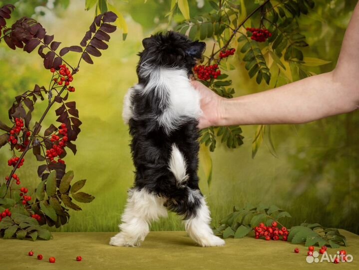 Щенок бивер терьер