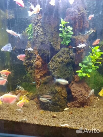 Аквариум с тумбой 110 литрв