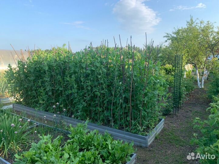 Горох сортовой