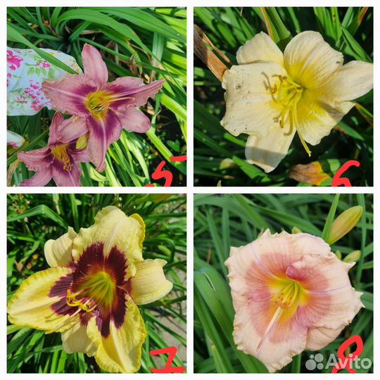 Лилейники сортовые