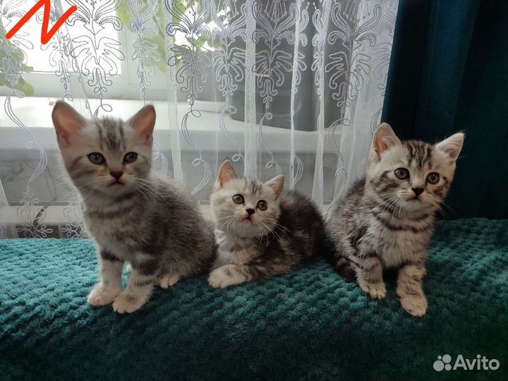 Британские котята