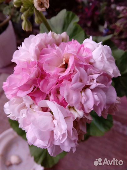 Пелларгония сортовая