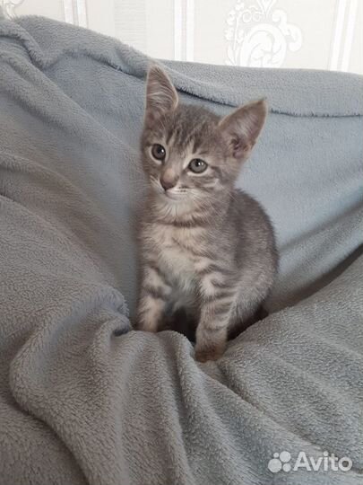 Отдам 2 котенка в хорошие руки