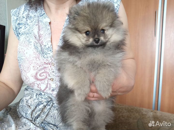 Щенки померанского шпица