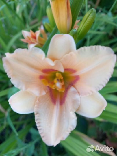 Лилейники сортовые