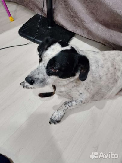 Собака в добрые руки