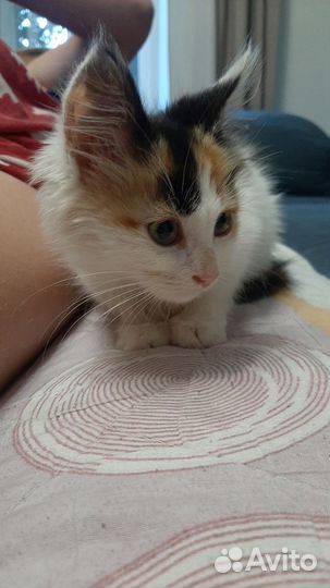 Ася котенок трехцветка