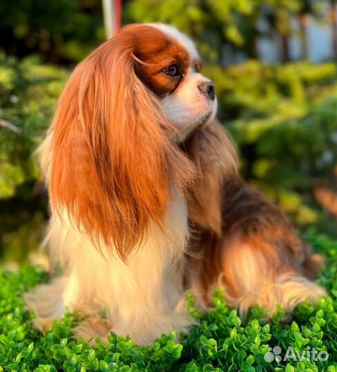 Вязка Кавалер кинг чарльз спаниель