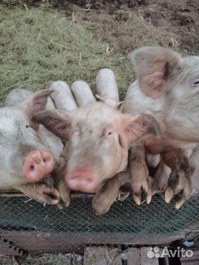 Продам хряков осеменителя