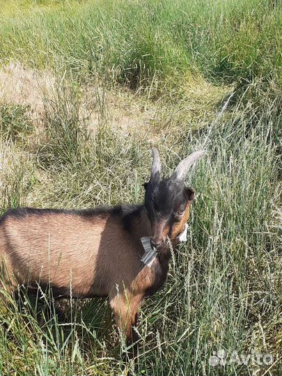 Козлик,коза