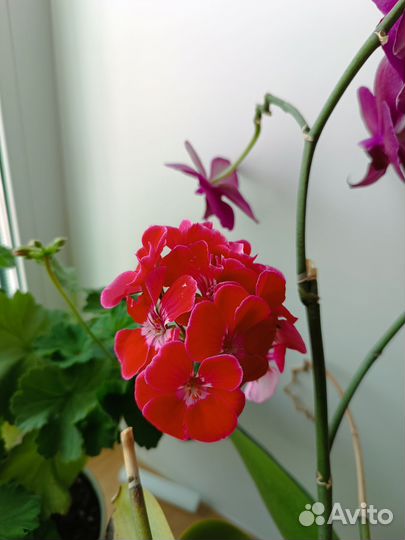 Герань пеларгония