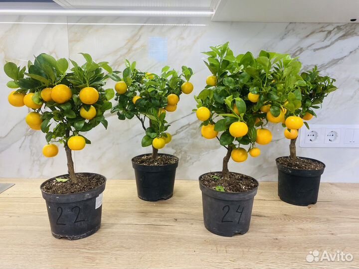 Мандариновое дерево