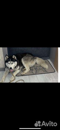 Передержка собак