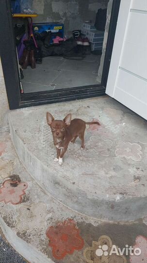 Чихуахуа мини